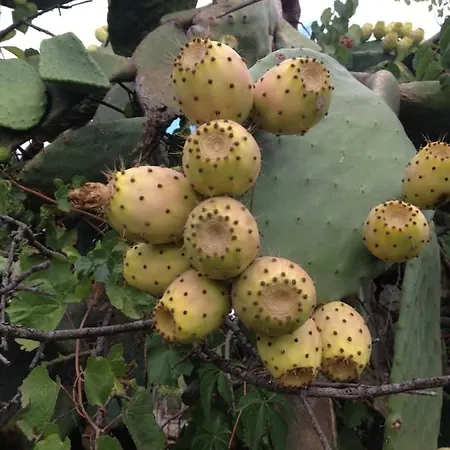 Chianurre * Partinico